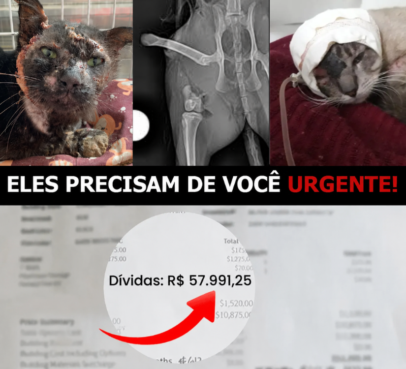 Gatinhos resgatados precisando de cuidados